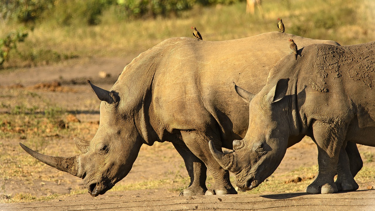 Technology Advancements Aiding in Conservation